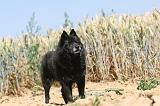 SCHIPPERKE 098